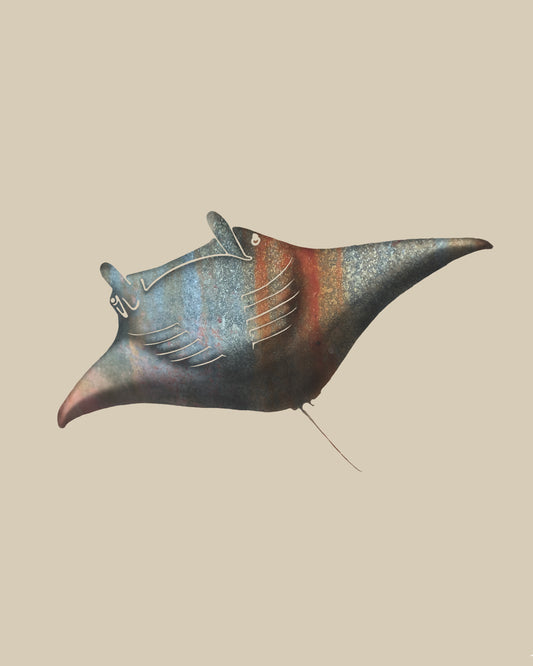 Manta Ray - Rusty