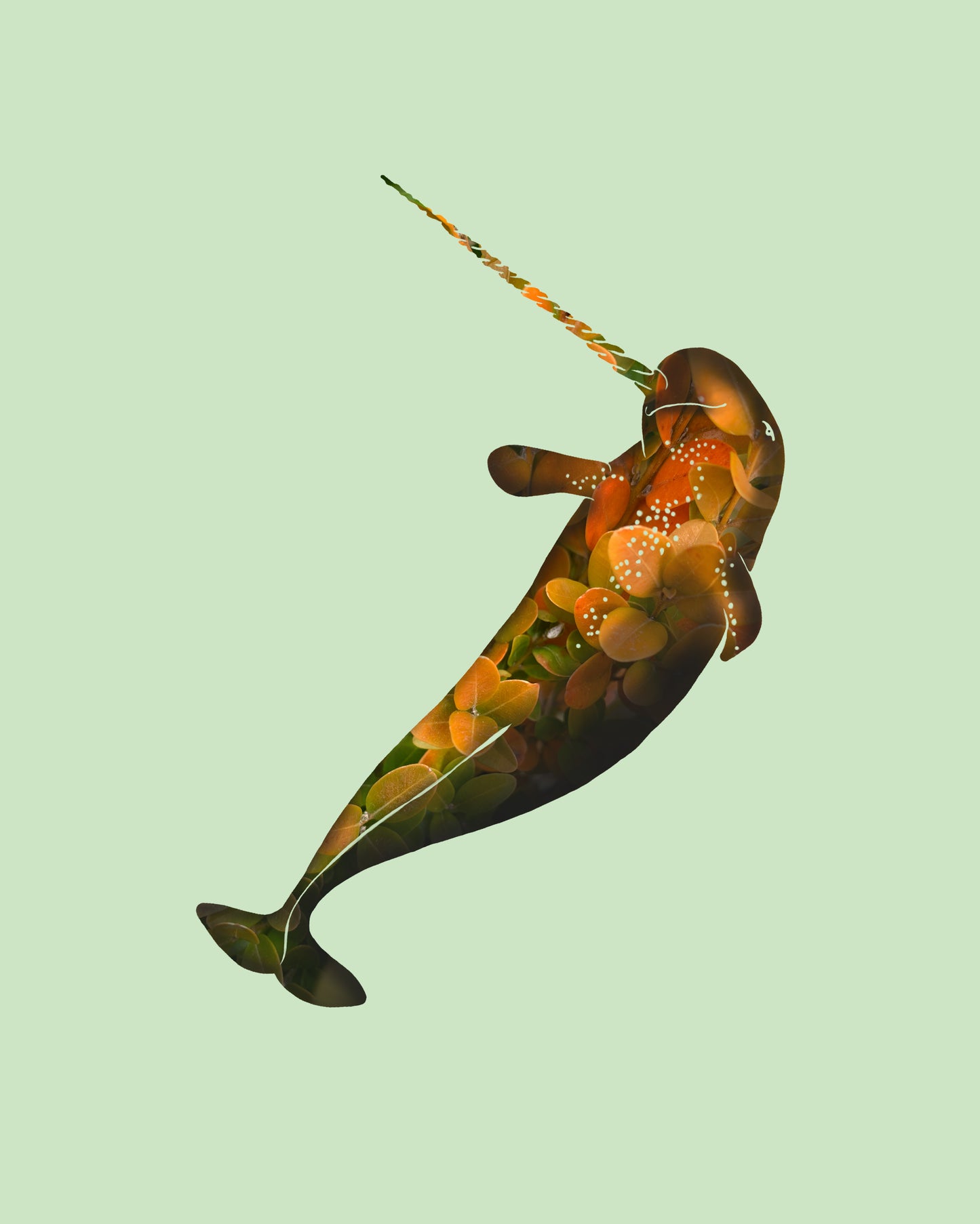 Narwhal - Autumn Leaves