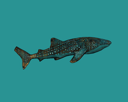 Whale Shark in Blue Waters